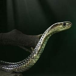 Mimpi melihat ular kobra hitam besar